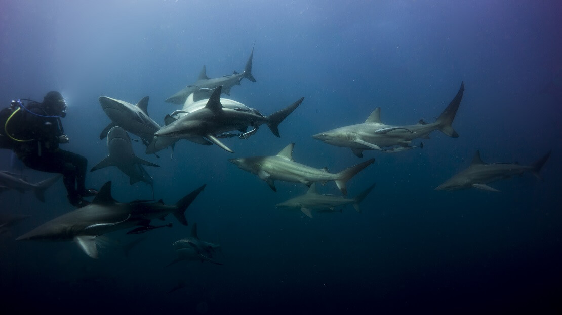 Taucher schwimmt mit vielen Haien im Wasser