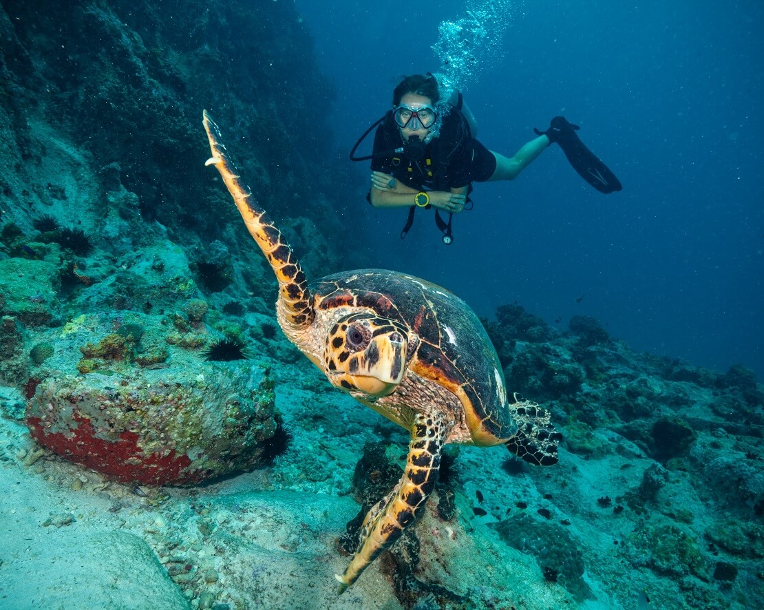 Taucherin schwimmt hinter einer Schildkröte