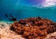 Aufregende Höhlen und eine beeindruckende Unterwasserwelt bei Tonga