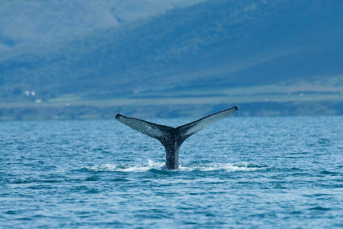 Walflosse an der Wasseroberfläche