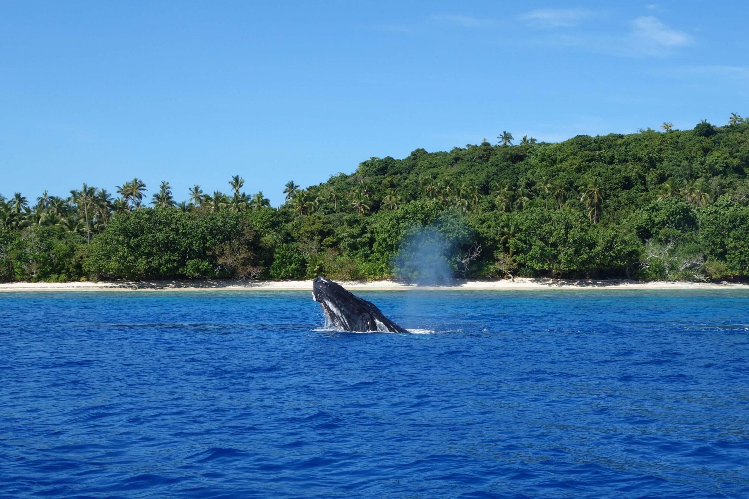 Ein Wal vor der Küste von Tonga im Hintergrund Berge