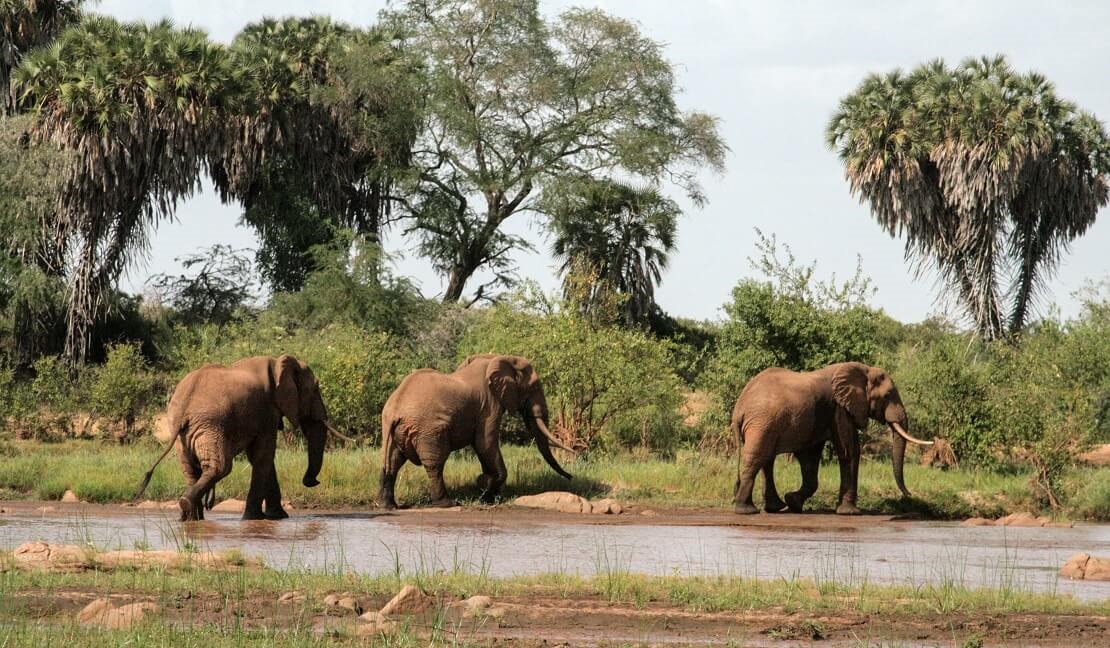 Elefanten laufen an einem Fluss entlang in Kenia