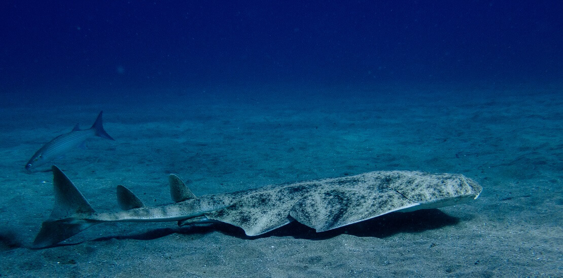 Engelhai schwimmt am Meeresgrund hinter ihm ein Fisch