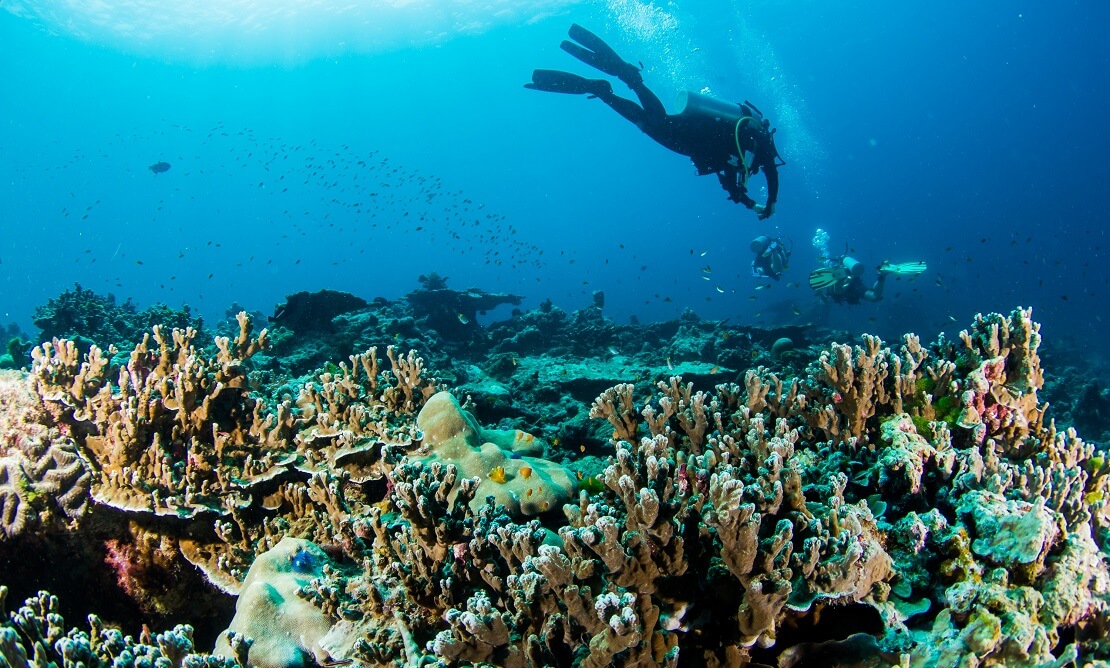 Tacuher schwimmen über einem Korallenriff in Phuket