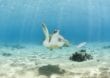 Aruba: Das berühmteste Wracktauchgebiet der Welt