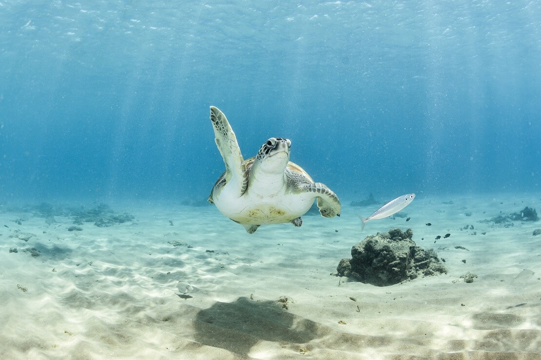 Schildkröte unter Wasser in Aruba