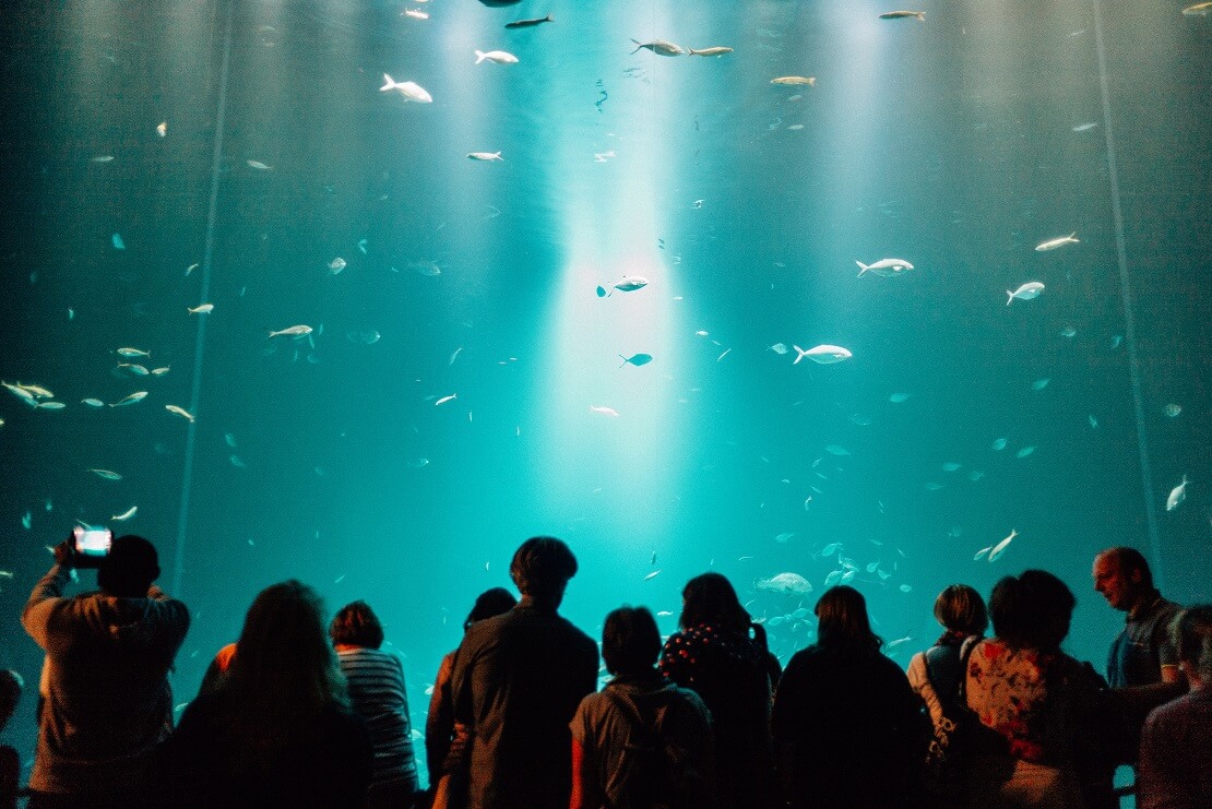 Ozeaneum Stralsund Aquarium