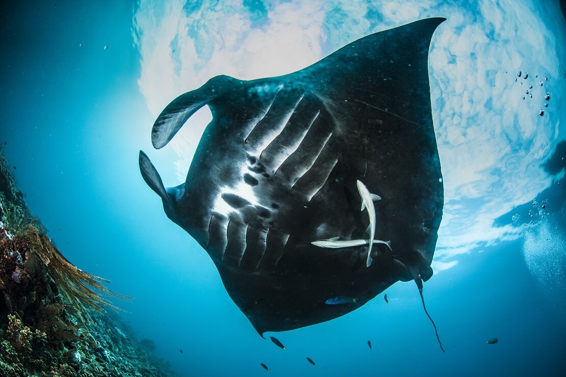 Mantarochen