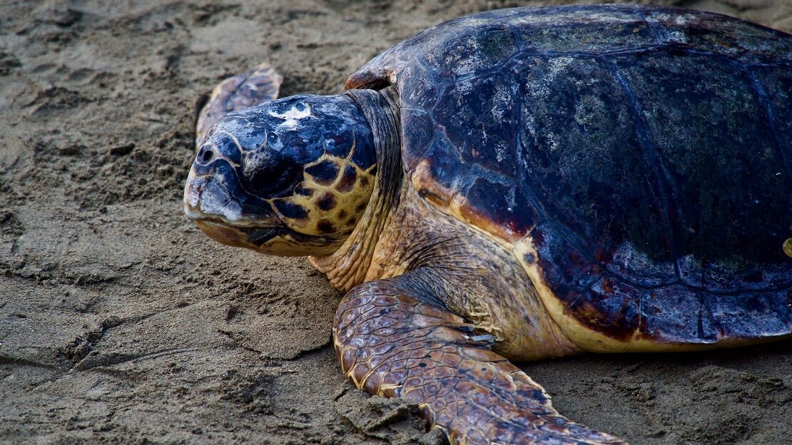 Schildkröte liegt auf dem Sand