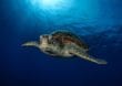 Riesige Rettungsaktion mit 5.000 Schildkröten