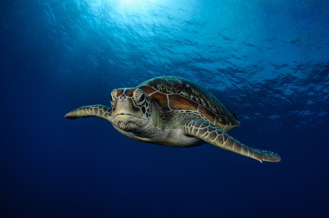 Schildkröte taucht im blauen Meer