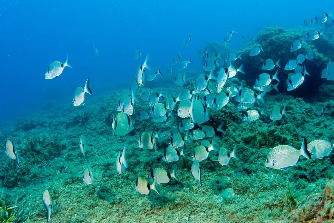 Fischschwarm