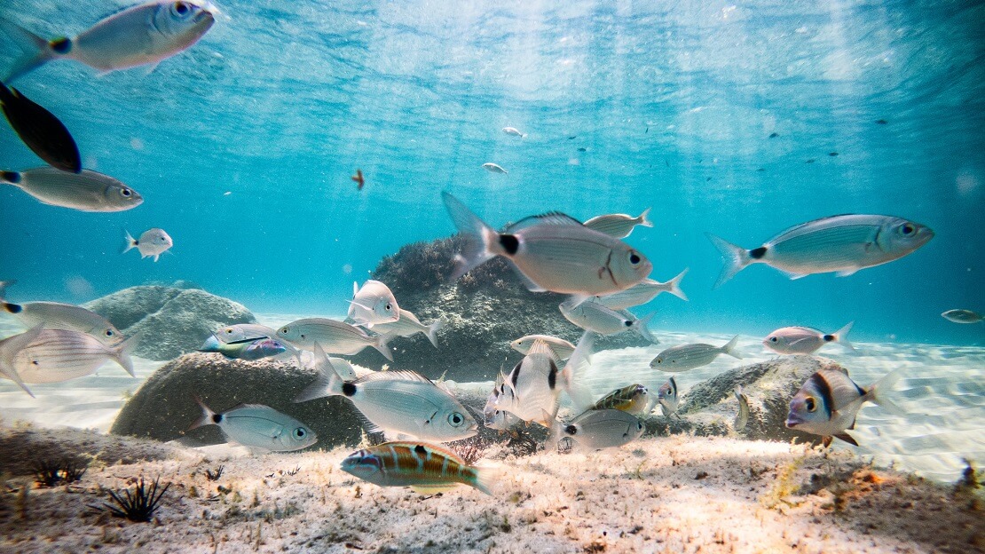 Fische über Sandboden