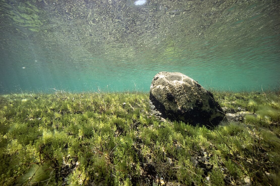 Unterwassergras im Kulkwitzer See