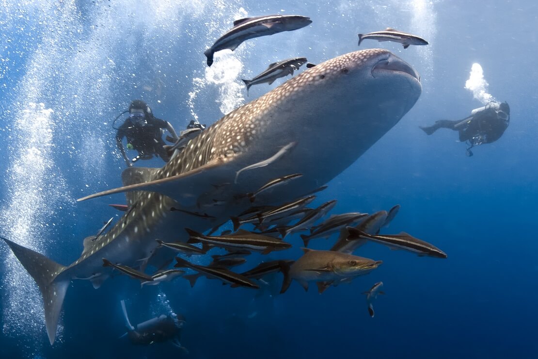 Ein Walhai schwimmt mit einem Fischschwarm