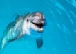 Der Delfin: Das heilige Tier der Antike