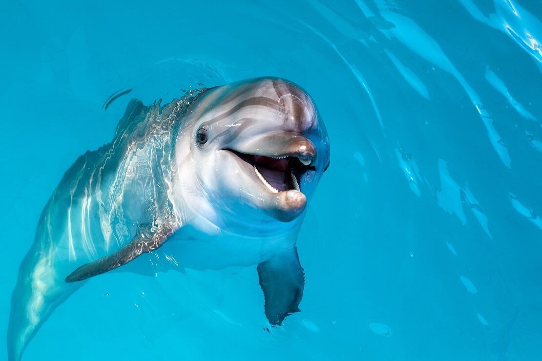 Ein Delfin guckt aus dem Wasser