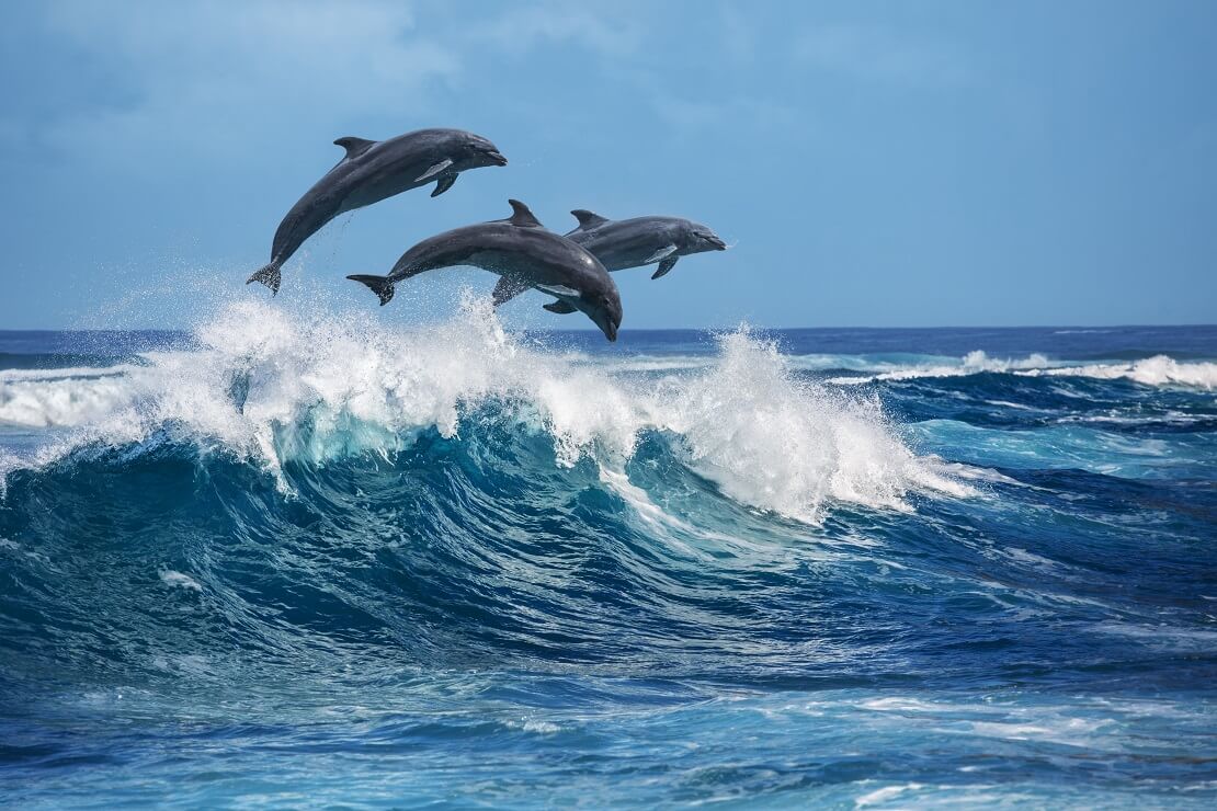 Drei Delfine springen aus dem Meer