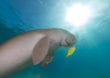 Dugong: Der Unterwasser-Cousin des Elefanten
