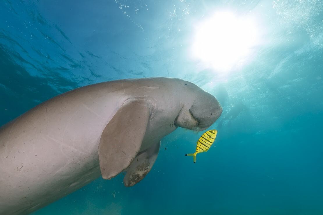 Ein Dugong schwimmt mit einem gelben Fisch in den Strahlen des Sonnenlichts