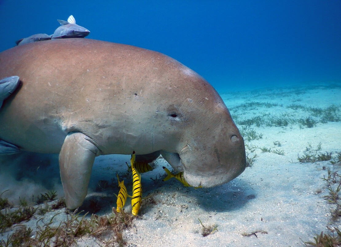 Ein Dugong schwimmt mit gelben Fischen