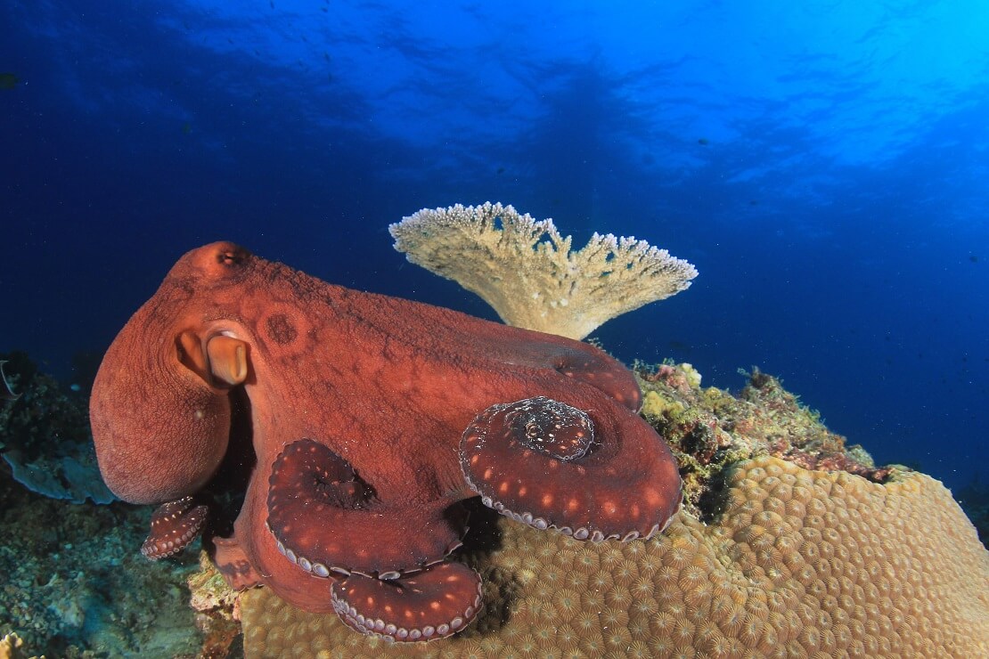 Das Geheimnis der Riesenkraken in der Tiefsee