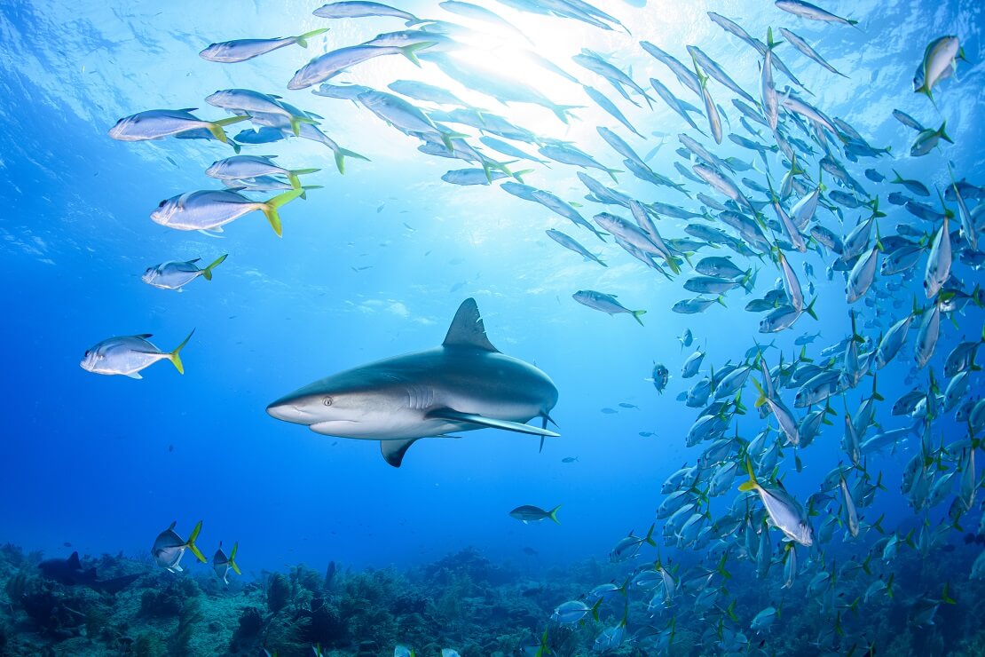 Ein Hai schwimmt durch einen Schwarm von Fischen