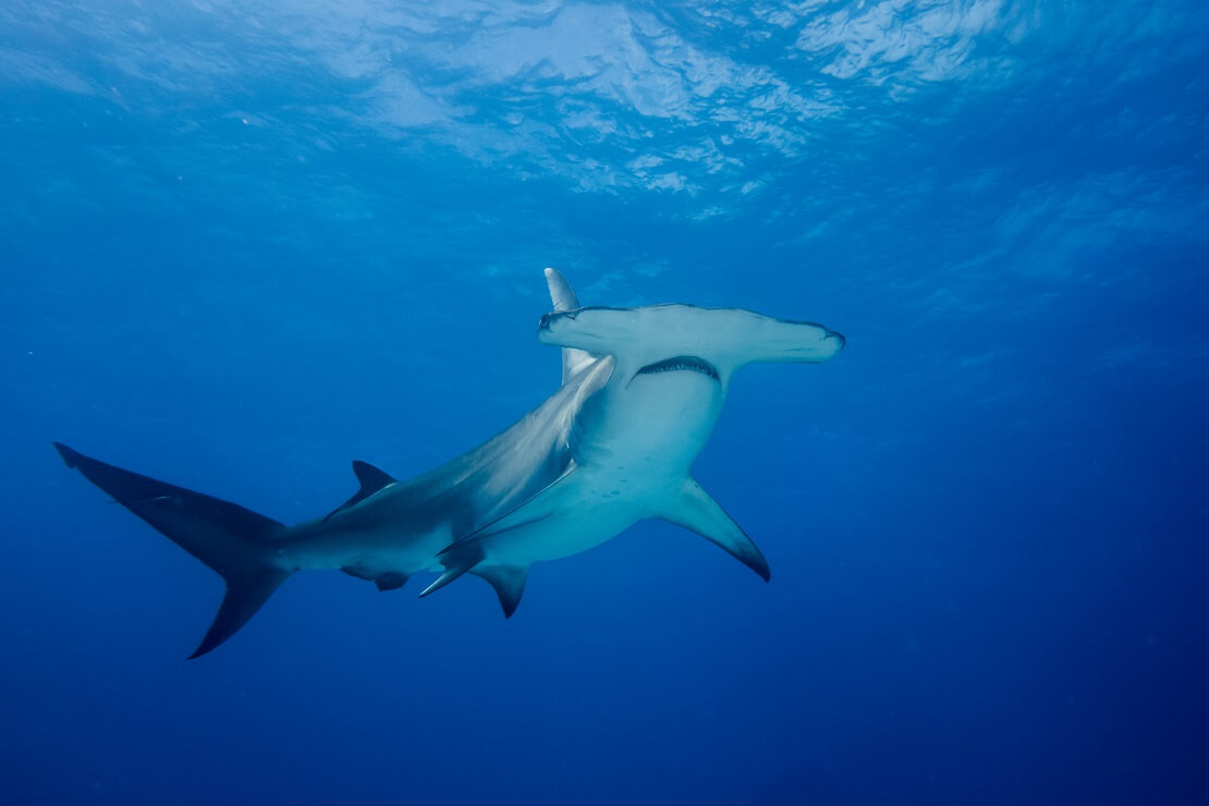 Hammerhai im Wasser von unten