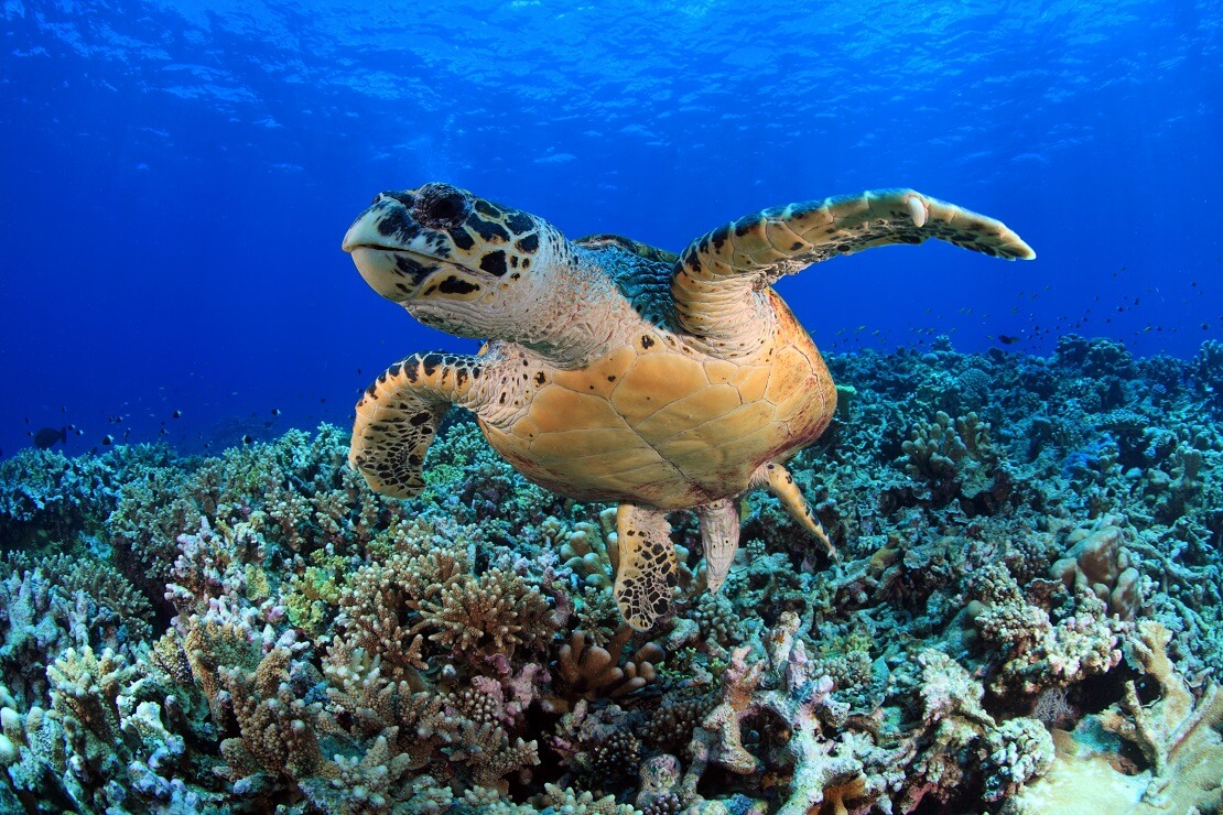 Karettschildkröte in den Gewässern des Ningaloo Riffs