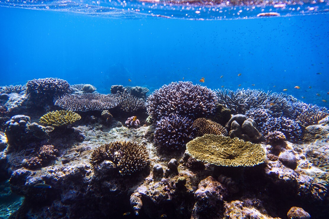 Korallenriff vor Ko Surin