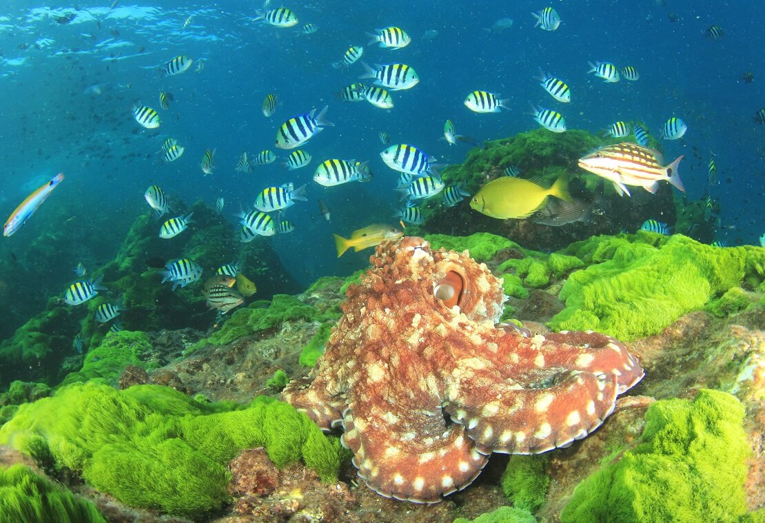 Orange Krake mit hellen Punkten mit Fischen im Meer