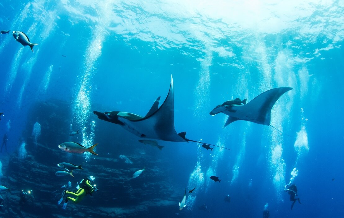 Zwei Mantas gleiten über mehrere Taucher hinweg