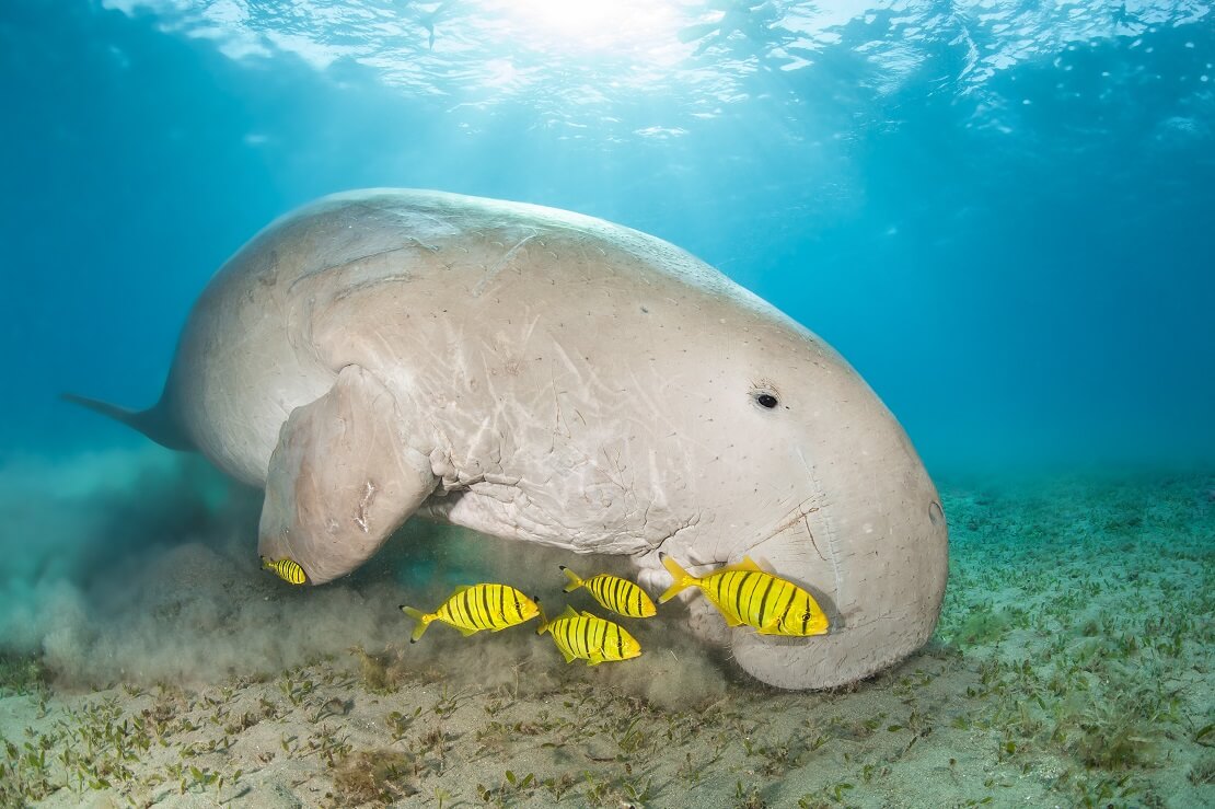 Dugong am Meeresgrund