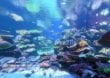 Über 500 Fischarten im Ningaloo Marine Park