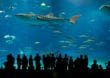 Okinawa-Churaumi-Aquarium: Weltrekorde hautnah