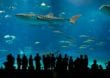 Okinawa-Churaumi-Aquarium: Weltrekorde hautnah