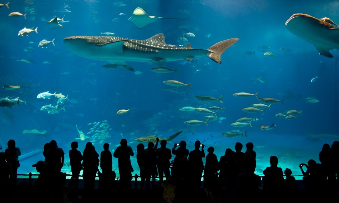 Besucher beobachten das riesige Aquarium