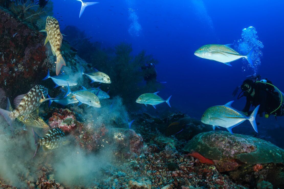 Fischschwarm vor einem Korallenriff