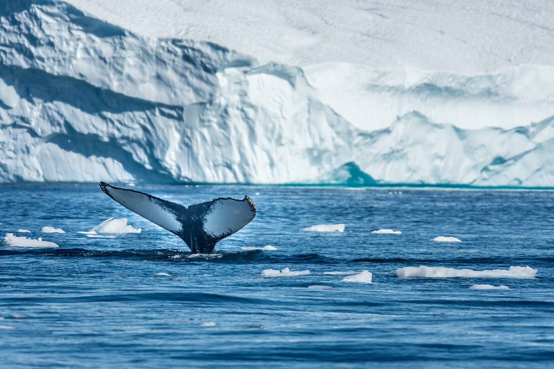 Ein Wal taucht vor den Eisbergen Grönlands ab