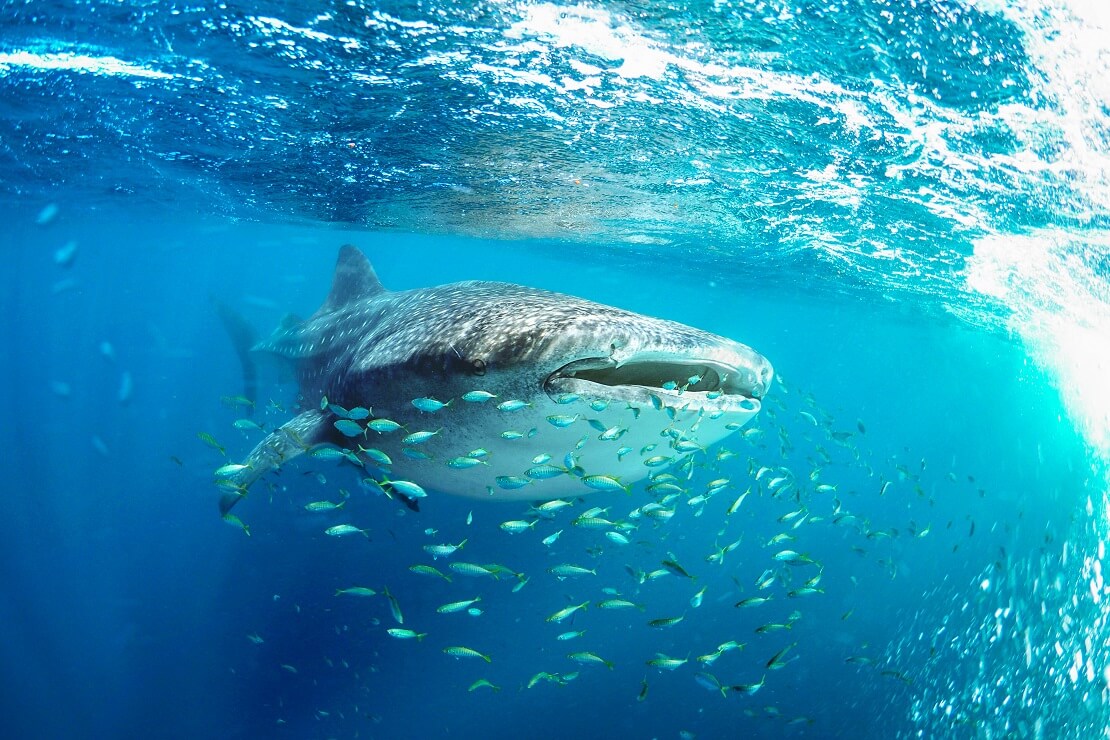 Ein Walhai schwimmt mit einem Schwarm von Fischen