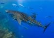 Walhaie: Die sanften Riesen des Meeres