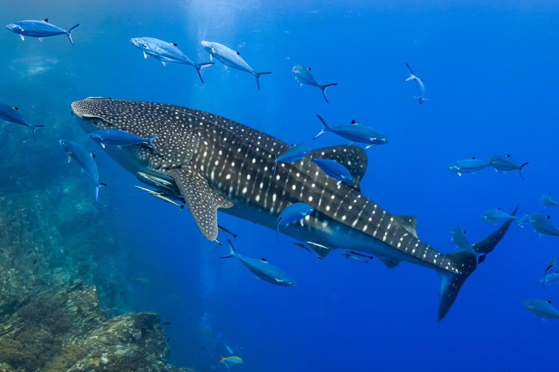 Walhai von der Seite umgeben von Fischen