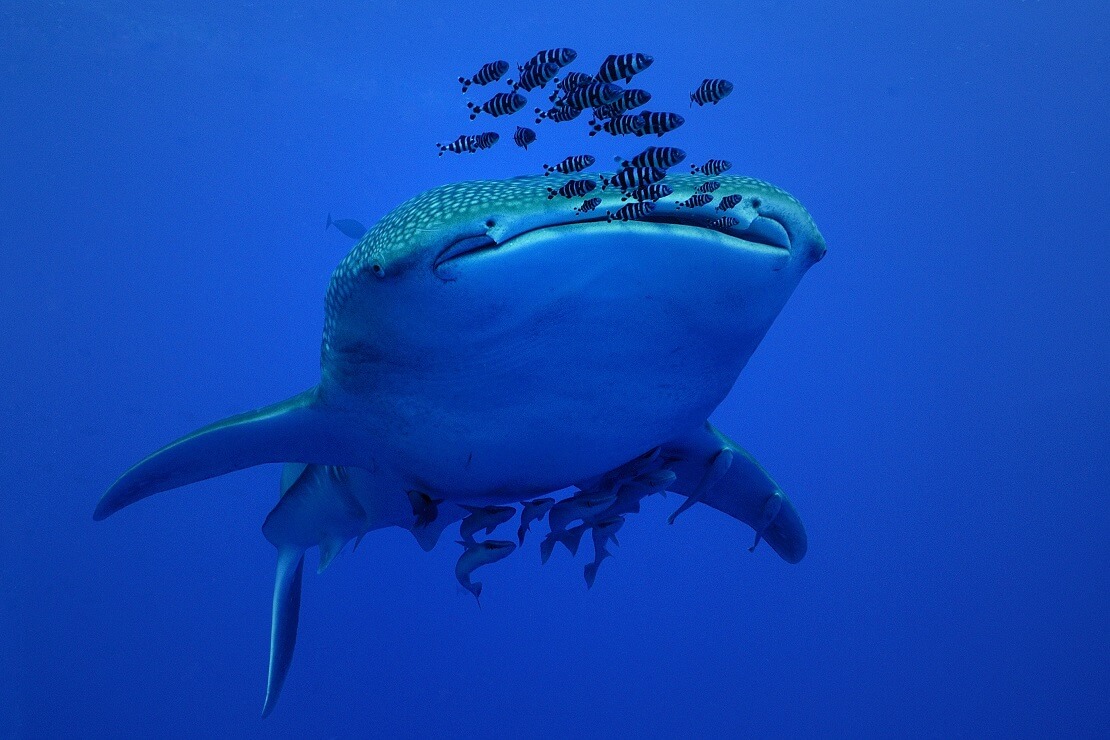 Walhai von vorne mit Fischen