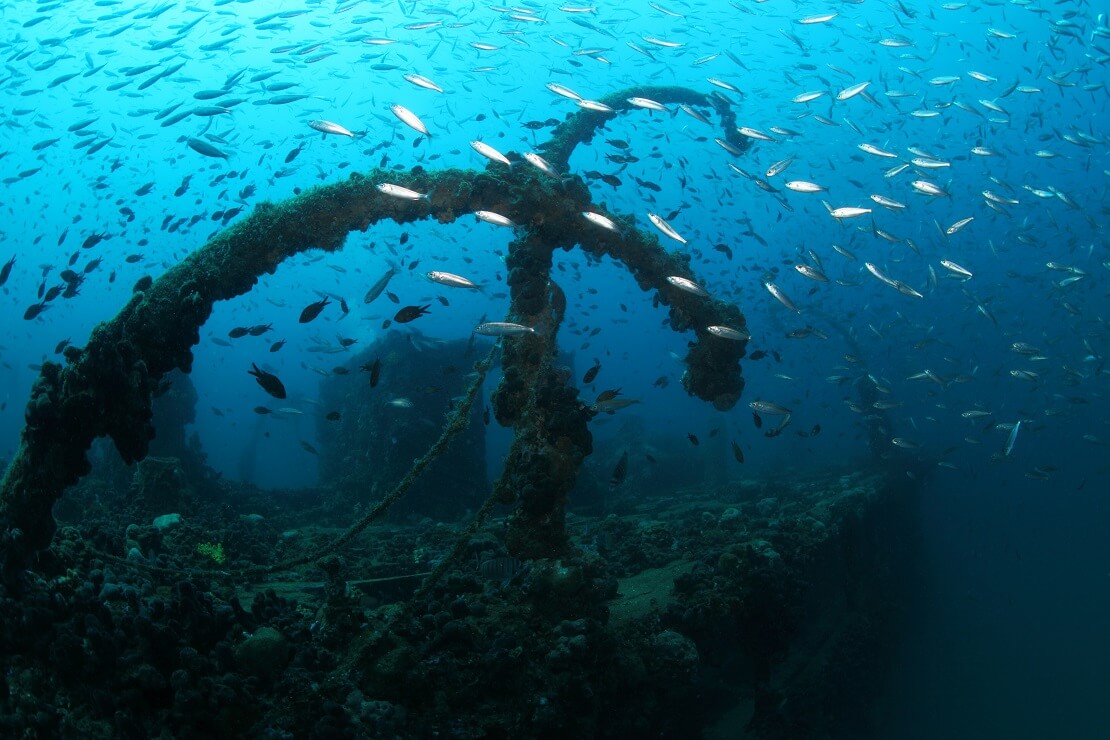 Das Wrack der Baron Gautsch mit einem Fischschwarm