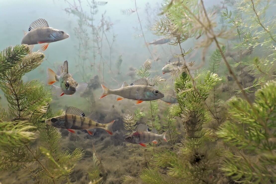 Ein Schwarm Barsche im Sundhäuser See