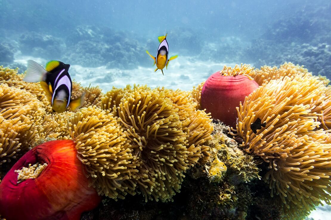 Zwei Clownfische über gelben Anemonen