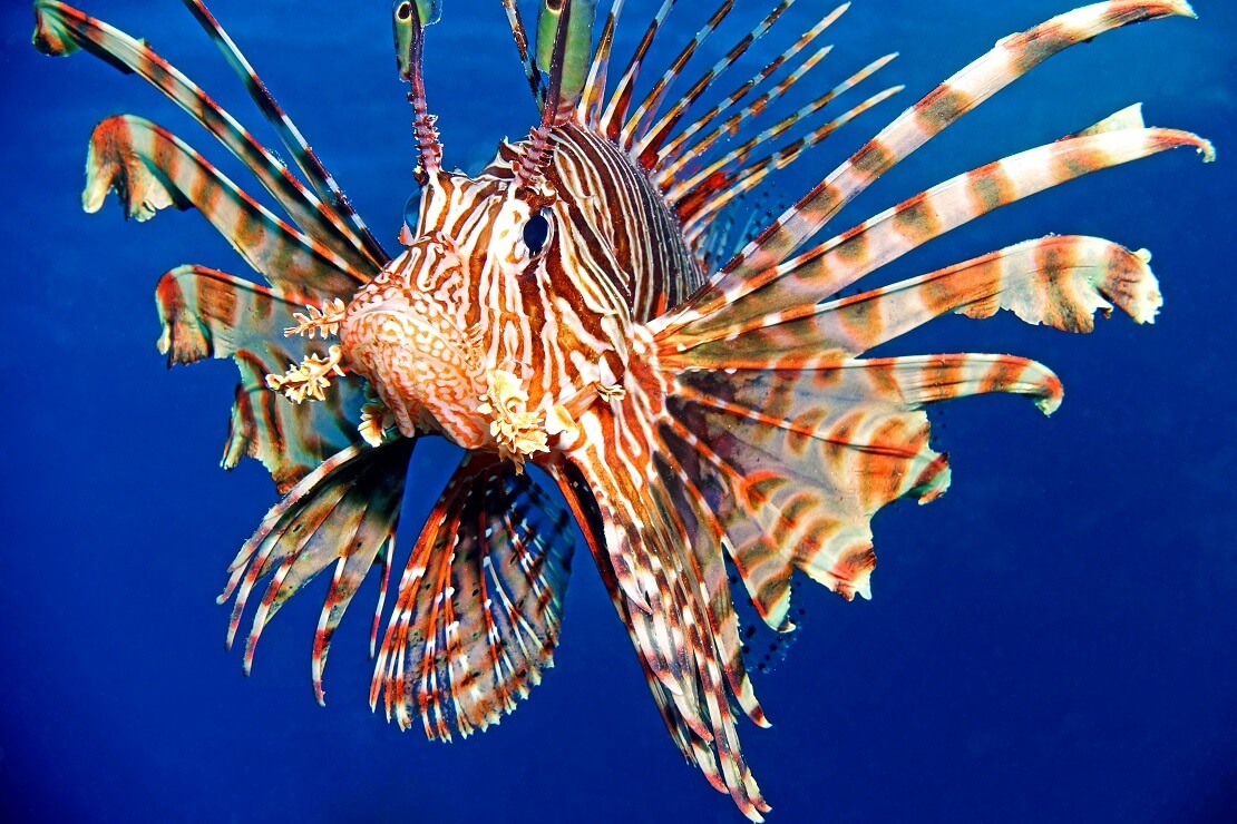 Ein Feuerfisch im Meer