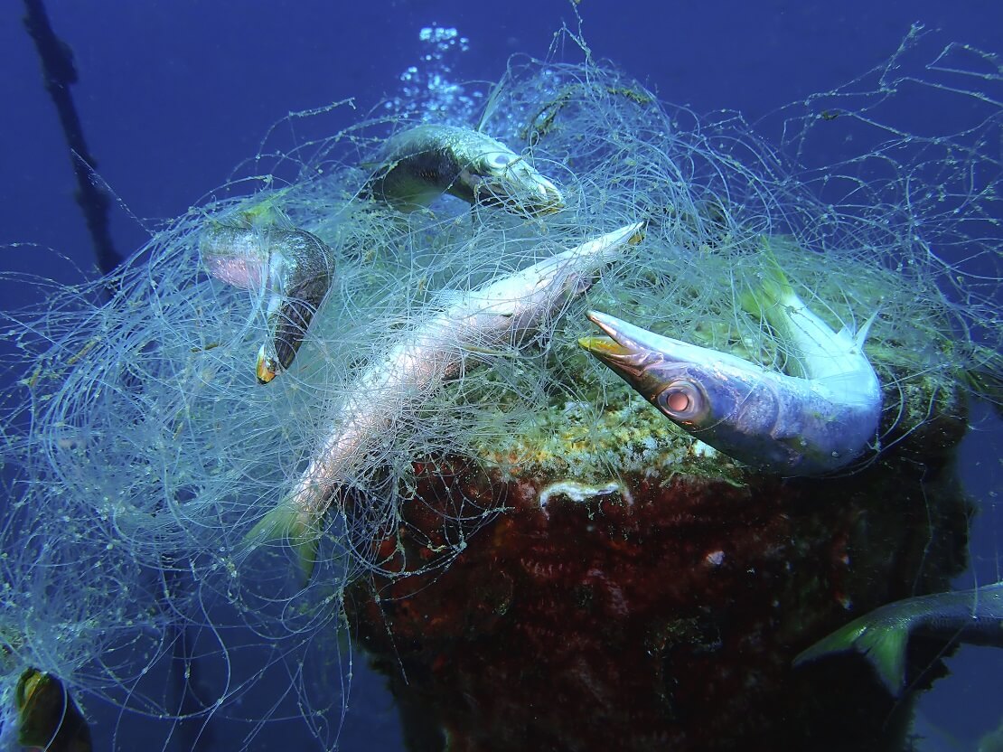 Fische verfangen sich im Geisternetz