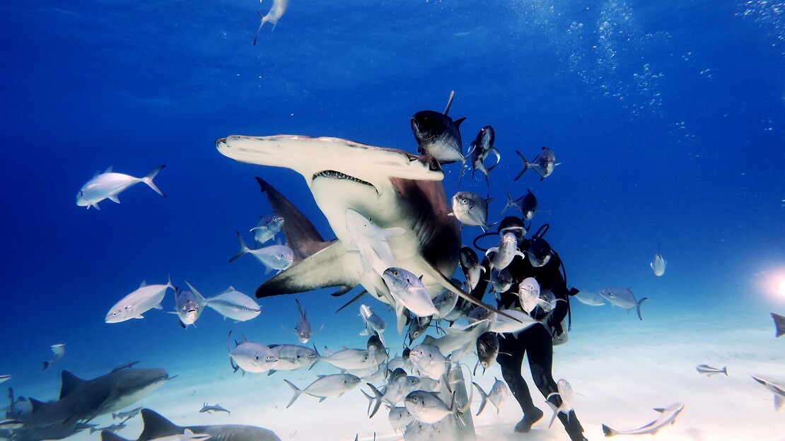 Hammerhai mit einem Taucher und mehreren Fischen