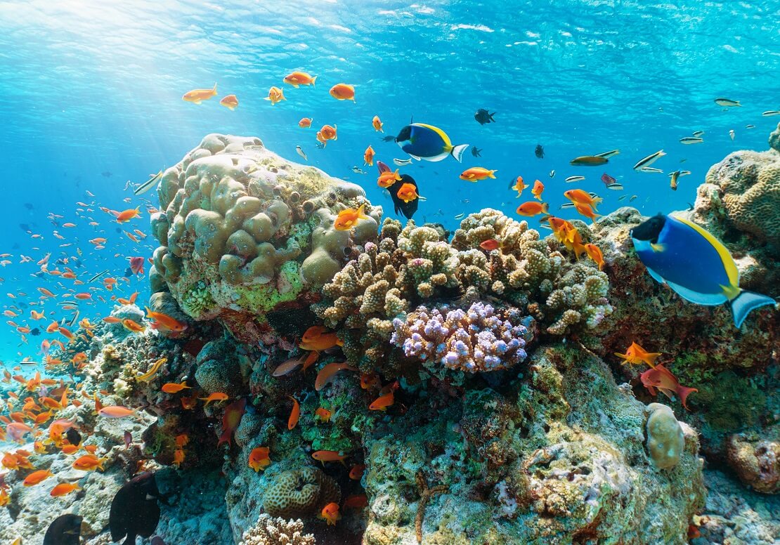 Korallenriff auf den Malediven